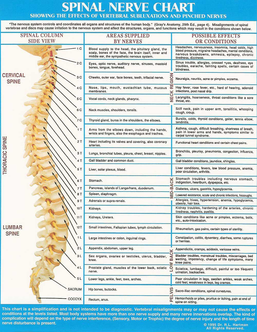 Chiropractic Adjustment Chart